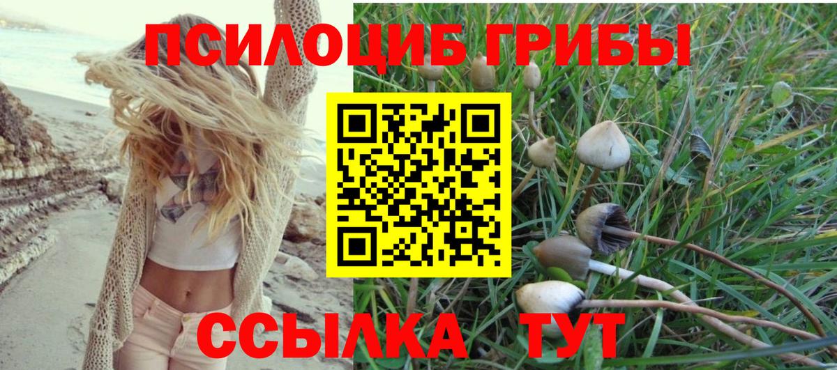 Красный Сулин  Галлюциногенные грибы Cubensis  Вход с VPN 